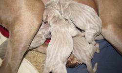 Adorable silver grey AKC Weimaraner puppies for sale. Born May 18th, 2011. We have 2 girls still available. All puppies will be vet checked, dew claws removed, tails docked and first vaccinations. The females are $500, now accepting nonrefundable