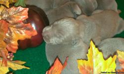 We have been raising weimaraners since 2009.AKC silver gray Weimaraner puppys for sale. (We have only a few males left.) Born Oct.6,2014. 6 males and 2 females.Tails docked and dewclaws removed. Will be UTD on shots and deworming.Will come with puppy