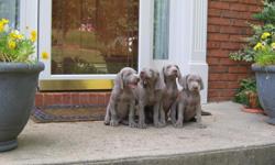 Champion Pedigree, Health Guaranteed, tails cropped and dew-claws removed, beautiful show quality Gray pups, both parents are champion bred with excellent OFA rating.
&nbsp;
Pups are raised in our home and we make sure that they have been well socialized,
