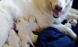 AKC pure white German shepherds excellent pedigree there are 8 Boys 3 girls mom and dad on site. Just had first vet check dewclaws have been removed all puppies are doing well they are absolutely adorable. Please call for more information or if you would