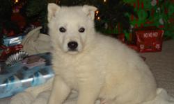 I have 4 White German Shepherd puppies left. They were born 11/8/10. We live on 50 acres in Camp Point, IL and these dogs are our pets until they become yours. The parents are on site and both weigh over 100 lbs so these will be BIG dogs. Mother has HIGH