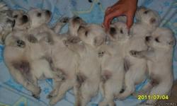 AKC White Miniature Schnauzers puppies for sale. Tails docked and up-to-date on worming. Pups are eating soft food and will have 1st shot prior to going to new homes. Pups will be available on July 19. Females $550 and males $500. I currently have 4