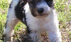 We have 1 male and 1 female Wire Fox Terrier puppy. Our puppies&nbsp;are black and white tri-color. They're&nbsp;AKC registered.&nbsp; Both parents are on the premises and friendly.They have their tail docked and dew claws removed.&nbsp;If you're