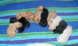 Home raised AKC lab puppies,&nbsp;3 females,&nbsp;1 male available. Father is a registered pointing (hunting) lab and easy going family dog. Mom loves to swim, is gentle and&nbsp;great with kids, adults, and all animals. Vet checked, dew claws removed,