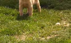 akc yellow lab puppies. we have two females and one male left. they have already been vet checked and are ready to go. if you are interested or have questions please contact jason at either&nbsp;email&nbsp;or at 814 577 5313