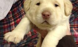 AKC YELLOW LAB PUPPIES FRIST SHOTS AND WORMED THEY ARE 6 WEEKS OLD PARENTS ON SIGHT.