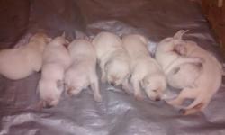 AKC yellow lab puppies. 4 males and 3 females in litter born 02/17/15. Sire is a son of Concerto Charlie (AKC Field Champion).&nbsp; Dam (female) is Jessie Jingle Bob (AKC #SR49664108, OFA #LR-187605G24F-PI). Sire (male) is Shellrock Chipperdog (AKC