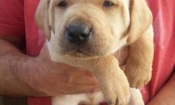 AKC Yellow Labrador Puppies For Sale;&nbsp;Are you looking for your next hunting or athletic partner? AKC&nbsp;Yellow Labrador puppies $750 for males & $800 for females.&nbsp;Accepting reservations now, $200 nonrefundable deposit to reserve a pup.There