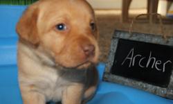 Both parents were registered with AKC. The pups were born on March 2, 2014. We are a family run farmette that raises labs as a hobby. We are excited at having our first litter of 11 puppies. We have one adorable puppy left. Our puppies will be vet checked