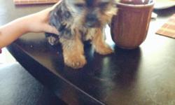 Male akc Yorkshire 8 weeks old, he is very tiny first shots and de-worming, colors:blue/tan beautiful puppy akc papers