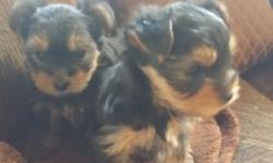 Now&nbsp;Ready AKC&nbsp;Yorkies. 2 Females and 1 Male&nbsp;. Will be about 3-4 pounds when full grown.&nbsp; Please call for details. --