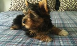 Ray, is a little sweet love bug he is at first a little shy and all he wants is to be held and loved on. He will be around 5 to 6 lbs he is a Parti Yorkshire Terrier.Ray will be the perfect addition to any family. He will come with 2 sets of puppy shots