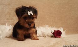 When you buy one of my puppies I am here to help you after the sale. Yorkies are non-shedding and hypoallergenic!!!! If you want a tiny puppy that is healthy and cute then look no further, because this puppy is the right one for you! She is absolutely