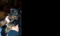 9wk female Yorkie puppy. Blk and Tan - looks like she will silver (starting around eyes). Up to date on shots call -- or --