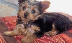 9 week old AKC Registered Yorkie Puppies for sale. Parents on premises. 1 female, 2 males. Very small, very adorable!
