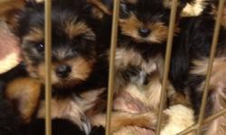 I have one gorgeous female and one super affectionate male yorkie pup left ready to go to a loving, approved home only. These pups have been raised with my family and have been loved and handled since birth. They are wonderful!! You will fall in love!!!
