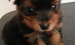 &nbsp;
&nbsp; &nbsp; &nbsp; &nbsp; &nbsp;{C}{C}AKC unlimited Yorkie puppies...I have 3 males for $600 each..They have had their tails docked..dew claws removed..they have all been vet checked for good health and given their first round of vaccinations and
