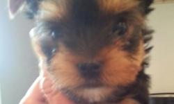 Beautiful AKC yorkies for sale.only 2 males left..charting 5lbs when grown! One male ready may 4th and one male ready may 14th.they will have their health certs and first shots..and come to you completely spoiled