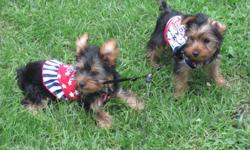 akc yorkies born march 29th one male one female left puppys are up todate on shots and dewomed come with one year health guarantee