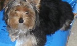 AKC Male Yorkshire Terrier for sale in Dothan, AL.&nbsp; He is four months old and has shots and worming.&nbsp; Parents are on the premises.&nbsp; Mom is an AKC&nbsp; Traditional with golden genes and Dad is an AKC Parti.&nbsp; Puppy has a beautiful black