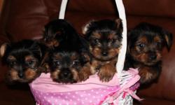 8 week old AKC Yorkies ready for new homes.&nbsp;3 males and 1 female. They have had their first set of shots and have had their tails cropped. we own both parents and they are both pretty small. 300 for males, 400 for smallest male, and 500 for the