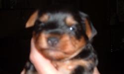 AKC Yorkie Babies...Blue/gold & Choc/gold Beautiful Babies full of Personality !! Dew Claws & Tails Docked..Health Guaranteed with contract..deposit required to hold..but Babies are ready to go now. mama got Mastitis so they have been eating for past