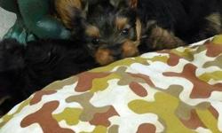 AKC Yorkshire Terriers ready for their forever home. Our pups are raised in a home environment and are very well socialized. We have one female, $975.00 and two males, $875.00. These puppies come from excellent bloodlines and are true to the American
