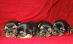 I have 2 female and 2 male AKC registered&nbsp; Yorkie puppies.&nbsp; They are black and tan.
They were born July 19, 2013.&nbsp; So I am taking holding deposits until they are at least 8 weeks old and able to leave for their new homes.&nbsp; Puppies will