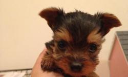 AKC Yorkie female puppy, ready now, will be very small, both parents on site!&nbsp; Will include first shots, worming, and puppy package.&nbsp; () - for more info and/or pictures.