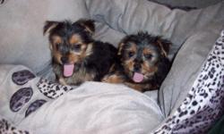 Male AKC Yorkie Puppy for Sale.&nbsp; Had shots and wormed.&nbsp; Would make a great Christmas gift!&nbsp; If interested call 704-477-1664.