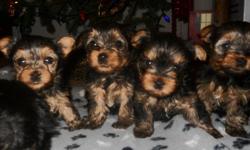 AKC Yorkies for sale. Raised in a family enviroment; ready to go to their forever homes. These pups should mature to about 3-4 pounds. Our puppies have been vet checked, tails docked, dewclaws removed, and they received their first shots. They are 8 weeks