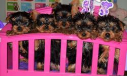 We have 5 puppies. 3 females for $800 and males for $600. They are AKC refistered, dewormed and UTD shots. They are ready to fo this week. If interested please call us at 423-391-7631. Please visit out Facebook page "Llliy Lovey Yorkies"