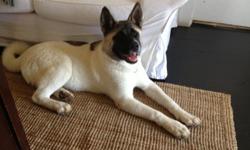 Beautiful female Akita. She has been spayed,all shots. She's a year old and is an outstanding Akita, shes great with kids, but i would recommend her to be only dog. Only local no paypal and please no scammers...I will not let her go to just any home, she