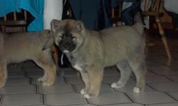 AKITA PUPPIES FOR SALE 2 FEMALES AKC REGISTERED AND VET CHECKED. BOTH PARENTS ON SITE AND THEY BOTH HAVE GREAT TEMPERMENTS AND ARE EXCELLENT WITH KIDS. CALL -- OR TXT FOR MORE DETAILS