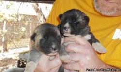 Akita puppies born 10.13, own both parents, Many colors to choose from, ready 12.1, &nbsp;Will have&nbsp;all&nbsp;current shots, &nbsp;Asking $800 o.b.o. Call 408.834.4503 for more information.