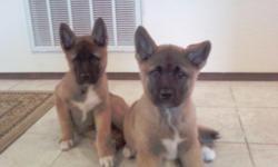 Purebred Akita puppies papered. Unbelievably adorable act fast because they are quickly gone.