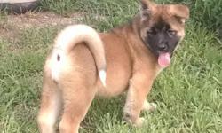 Avaiable Akita pups 2 red females 11 weeks old&nbsp;AKC Champion sired Regalias Ch pedigree 2 year health guarantee located in soth western PA near Pittsburgh view our website fullmoonakitas.com&nbsp; contact us for more information