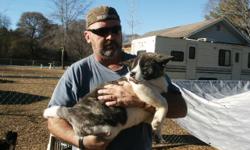 Akita pups were born October 13th, 2010. Both parents are on sight, CKC registered and have graduated obedience school. The pups have been wormed regularly and have had their 7 in 1 vaccine. I have 3 males and 2 females left. I have a total of 4 grown