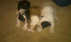Beautiful IOEBA registered Alapaha Blue-Blood Bulldog puppies. Born August 26, 2011. A rare breed from Georgia. Very thich boned and heathy. These dogs are great for companionship, protection, and outside work. Have two females left. All pups come with