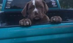 Currently 8 week Male Alapaha Bulldog, A very rare breed of dog. Attached are pictures of him, his mother, and father. The puppy will be registered with the ACA and IABBR registry. The mother is registered ACA the father ABA. Great blood lines. He will