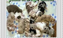 ARBA and ABR registered puppies
Born 4-14-2016