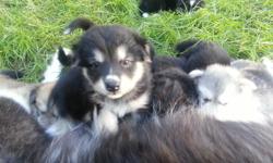 l have 2" boy's and 2girls" left they are very smart very high maintenance dogs also good around kids ,so if your serious and ready to show these puppies some love you can text me or call me for more details at -- thanks