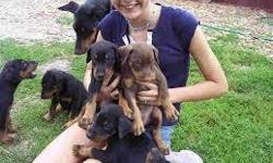 (720) 277-9567 AKC doberman pinscher puppies
Red, Blue and Fawn available
they are 12weeks old
Each puppy comes with:
AKC full registration
Champion Bloodlines from both sides
tails docked
dew claws removed
microchipped
dewormed
first shots
health