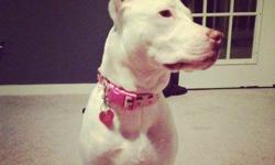 hello my name is Eris, I am a beautiful all white female 10 months old pitbull, I'm all white with one brown ear. Great dog, lots of fun and I have a lot energy, looking for a great home! Eris is a great dog, crate trained, also is a inside dog, but since