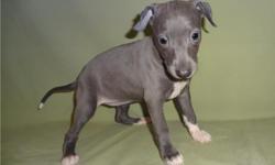 Amazing Italian GReyHOuND male and female w/ excellent pedigree,&nbsp;
full AKC registration available for free adoption. Beautiful brown&nbsp;
and brawn colored Italian GReyHOuND looking for a forever loving&nbsp;
home.Our girls and boys have a very good