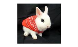 AMAZING SHANERS MAGIC MINIATURE WHITE DWARF HOTOT BUNNY RABBITS (Pronounced "HOE"~"TOE" OR "O-TOE")
~RARE~ **UNIQUE BLACK EYES. WITH "BLACK EYE-LINER" "BLACK MASCARA "
Customers are comimg as far away as.. Pa, Mich, Ky. Tenn.~ to buy MY Magic "Hoe~Toe"