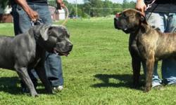 WEBSITE: www.mindchangingkennel.com
WELCOME to one of North Americas most Elite American Bandog Kennels & Breeding Programs. Here at Mind Changing Kennel we have created our signature line of American Bandogge using an unmatched combination of Neo