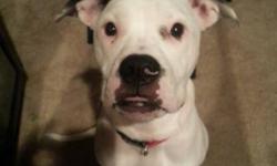 5 month old female american bulldog... Are no ponger able to keep her. Up to date on all shots!!! Call or text