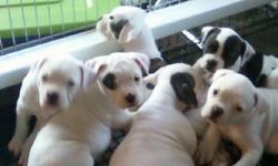 American Bulldog Puppies M/F they are ready to go. Next Litter will be Spring 2011 and ready to go May/June. Puppies will have their shots, worming. Both parents on premises excellent bloodlines. Call for more information (914) 275-5776 or email