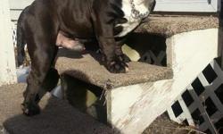 Asking 350.00 for american bully male. He is house-trained and kennel trained and does well with kids. He is a little overprotective when he is in his territory and others come around that he does not know. But once out in public, he seeks attention and